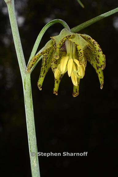 fritillaria ojaiensis 1 graphic